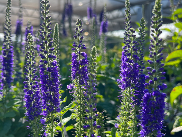 Sunny Border Blue Speedwell