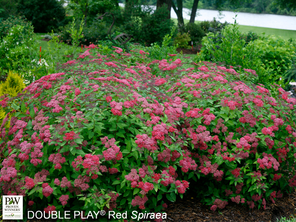 Double Play® Red Spirea - Container