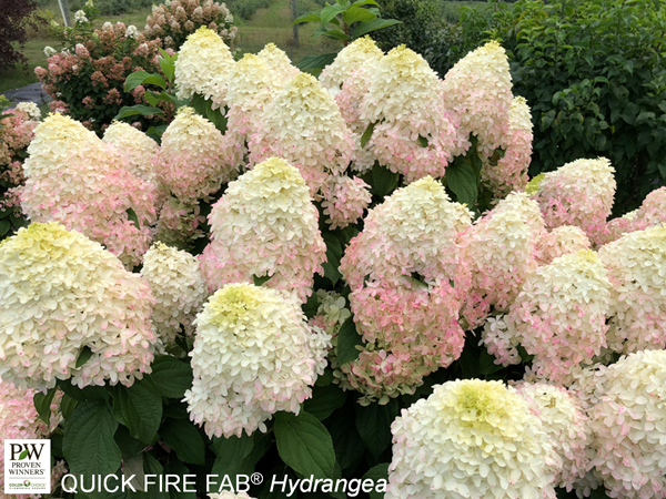Quick Fire Fab® Hydrangea - Container