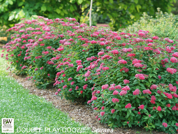 Double Play® Big Doozie Spirea - Container