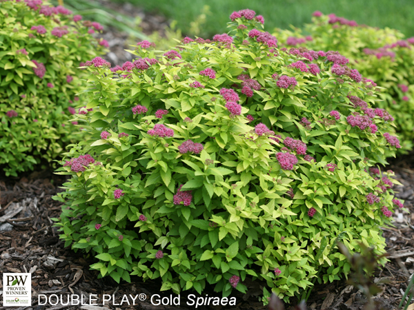 Double Play® Gold Spirea - Container