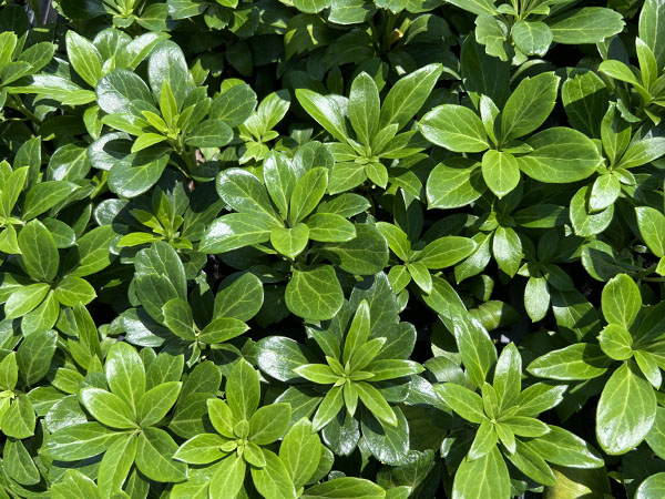 Green Carpet Pachysandra - Cell