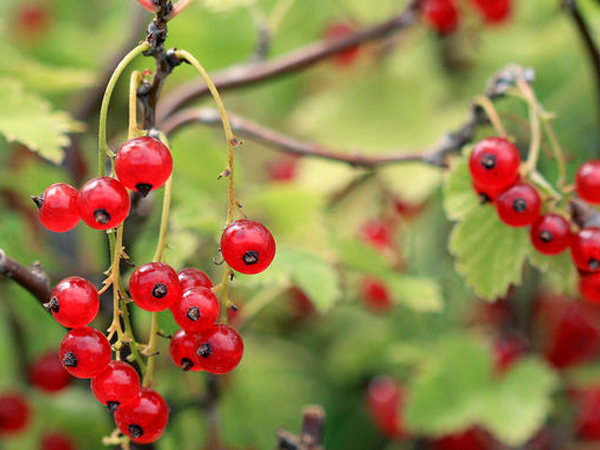 Red Lake Currant