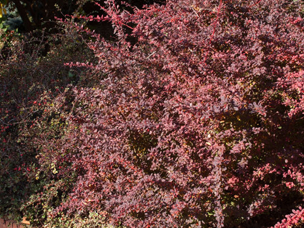 Rose Glow Barberry - Container