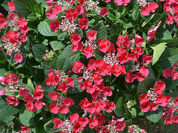 Cherry Explosion Hydrangea - Container