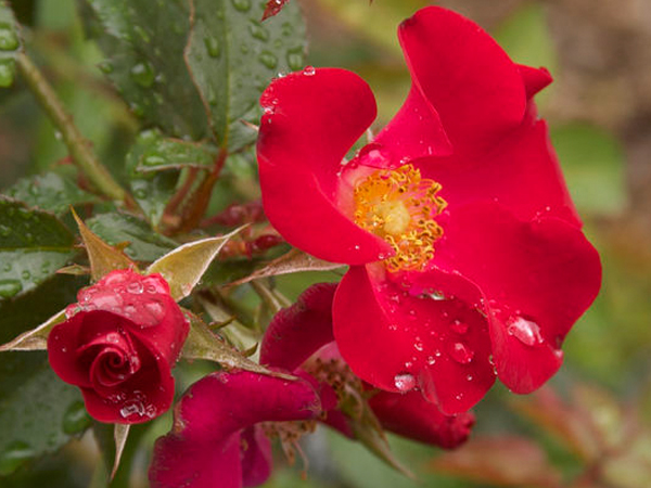 Screaming Neon Red Rose - Container