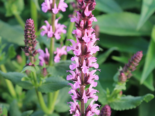 Lyrical Rose Meadow Sage - Container