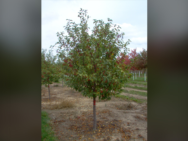 Red Jewel Crabapple - Container