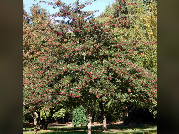 Thornless Cockspur Hawthorn - Container