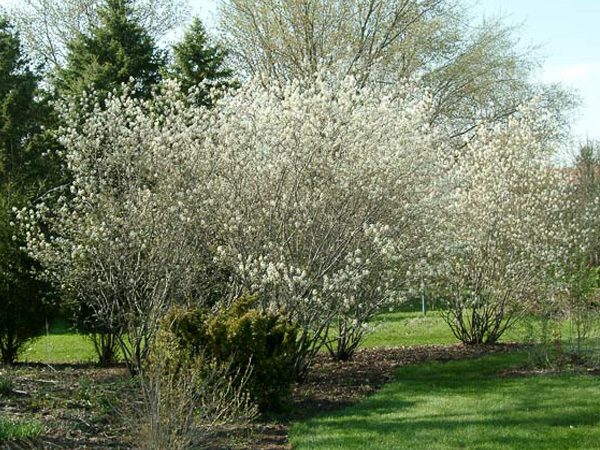 Autumn Brilliance Serviceberry MS