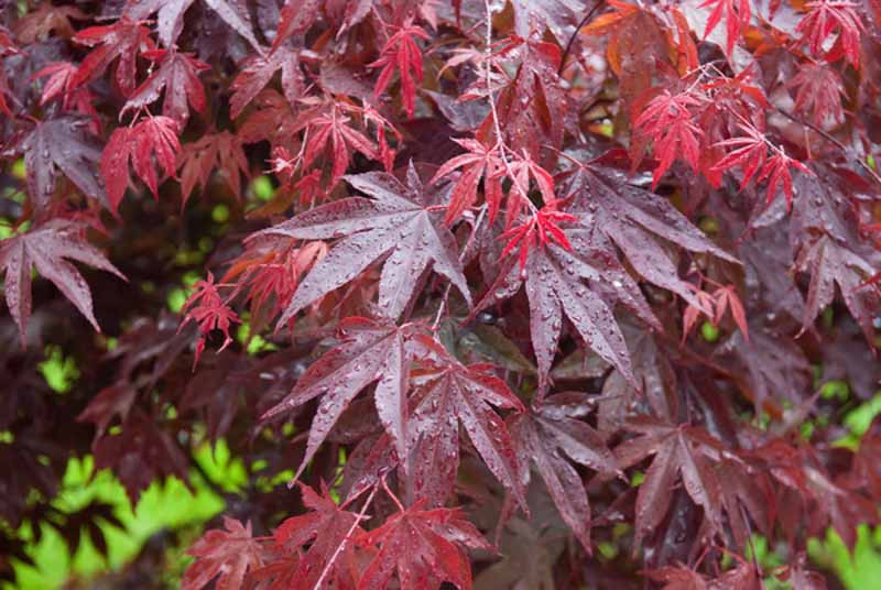 Bloodgood Japanese Maple