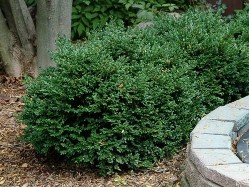 Green Velvet Boxwood