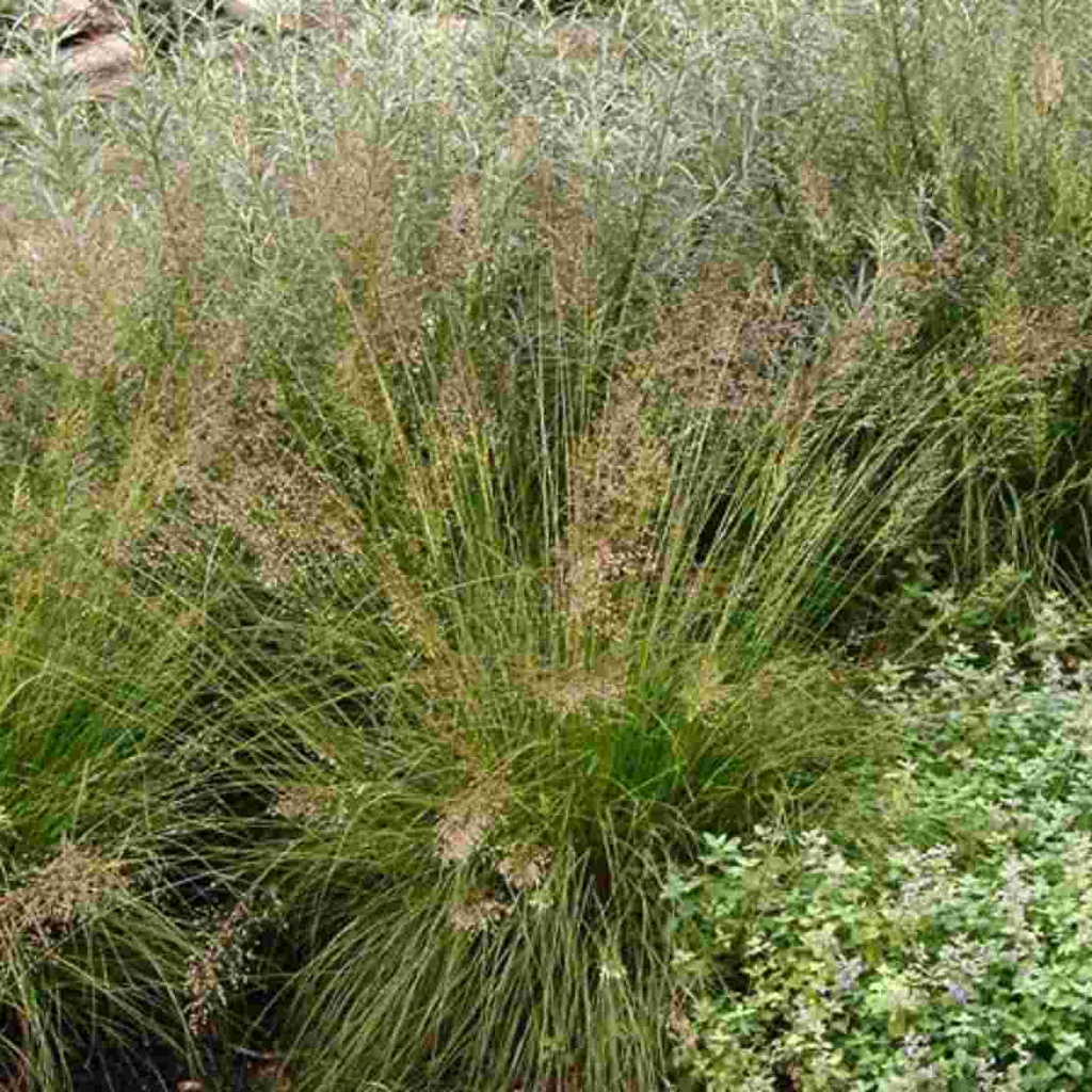 Prairie Dropseed Grass