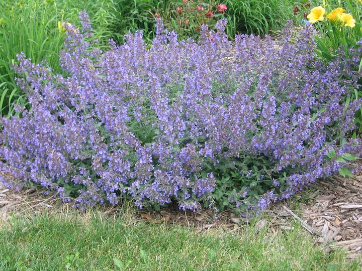 Walker's Low Catmint - Container