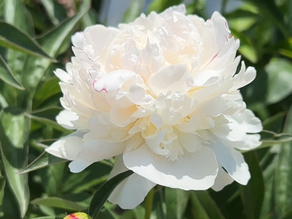 Festiva Maxima Peony - Container