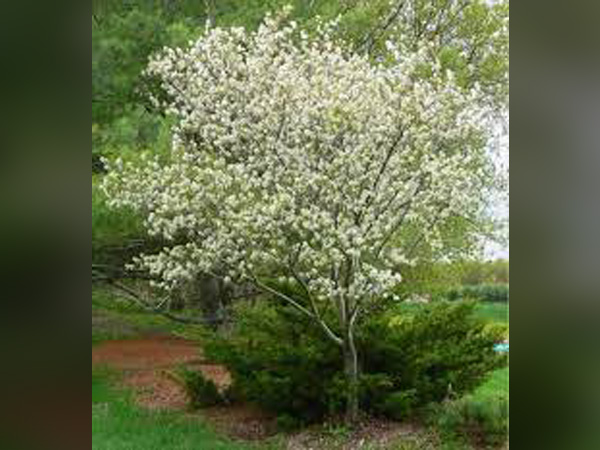 Autumn Brilliance Serviceberry TF - Container