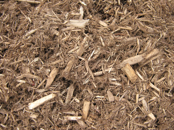 Northern White Cedar Shredded