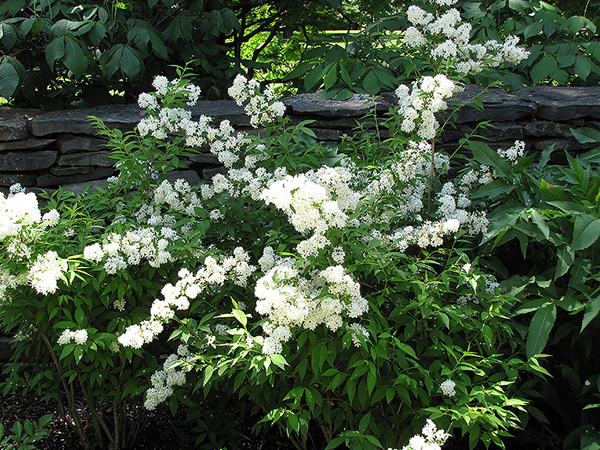 Compact Deutzia - Container