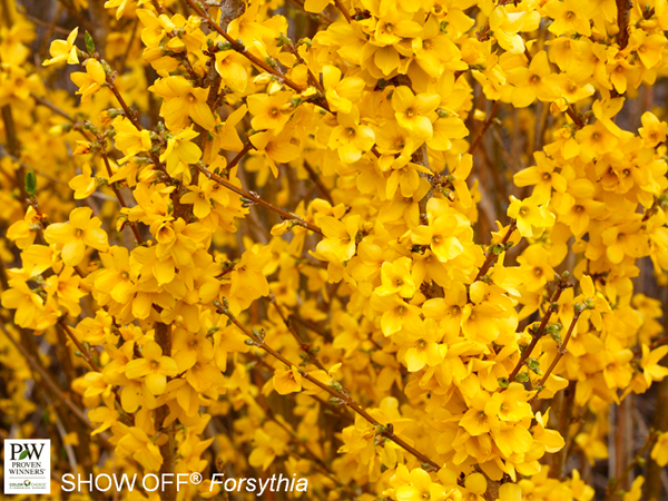 Show Off Forsythia - Container