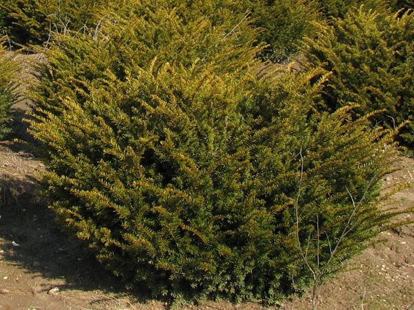 Taunton Yew - Container