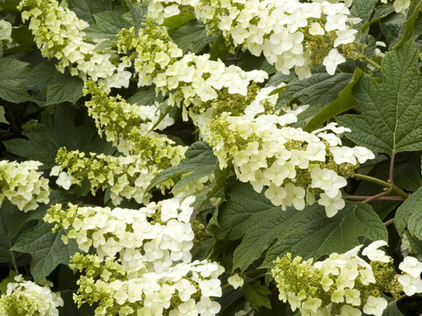 Snow Queen Hydrangea - Container