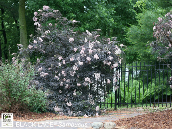 Black Lace® Elderberry - Container