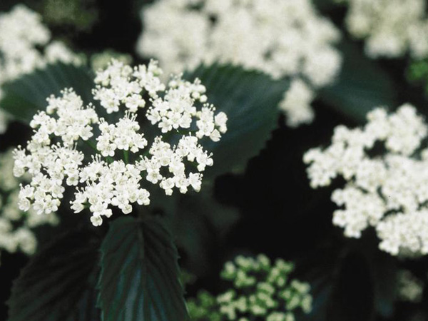 Chicago Lustre Viburnum - Container