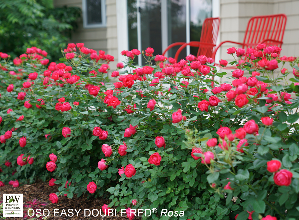 Oso Easy Double Red Rose - Container