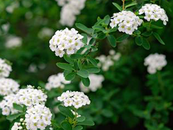 Snowmound Spirea - Container