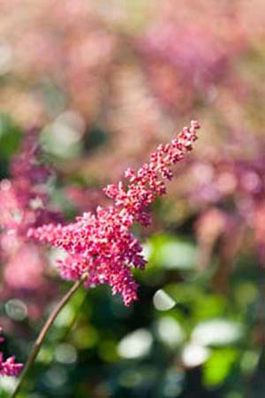 Freya Astilbe