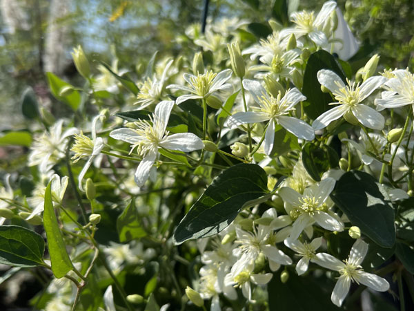 Sweet Autumn Clematis - Container