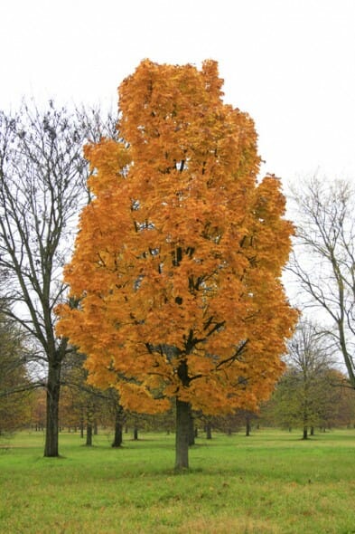 Columnar Norway Maple