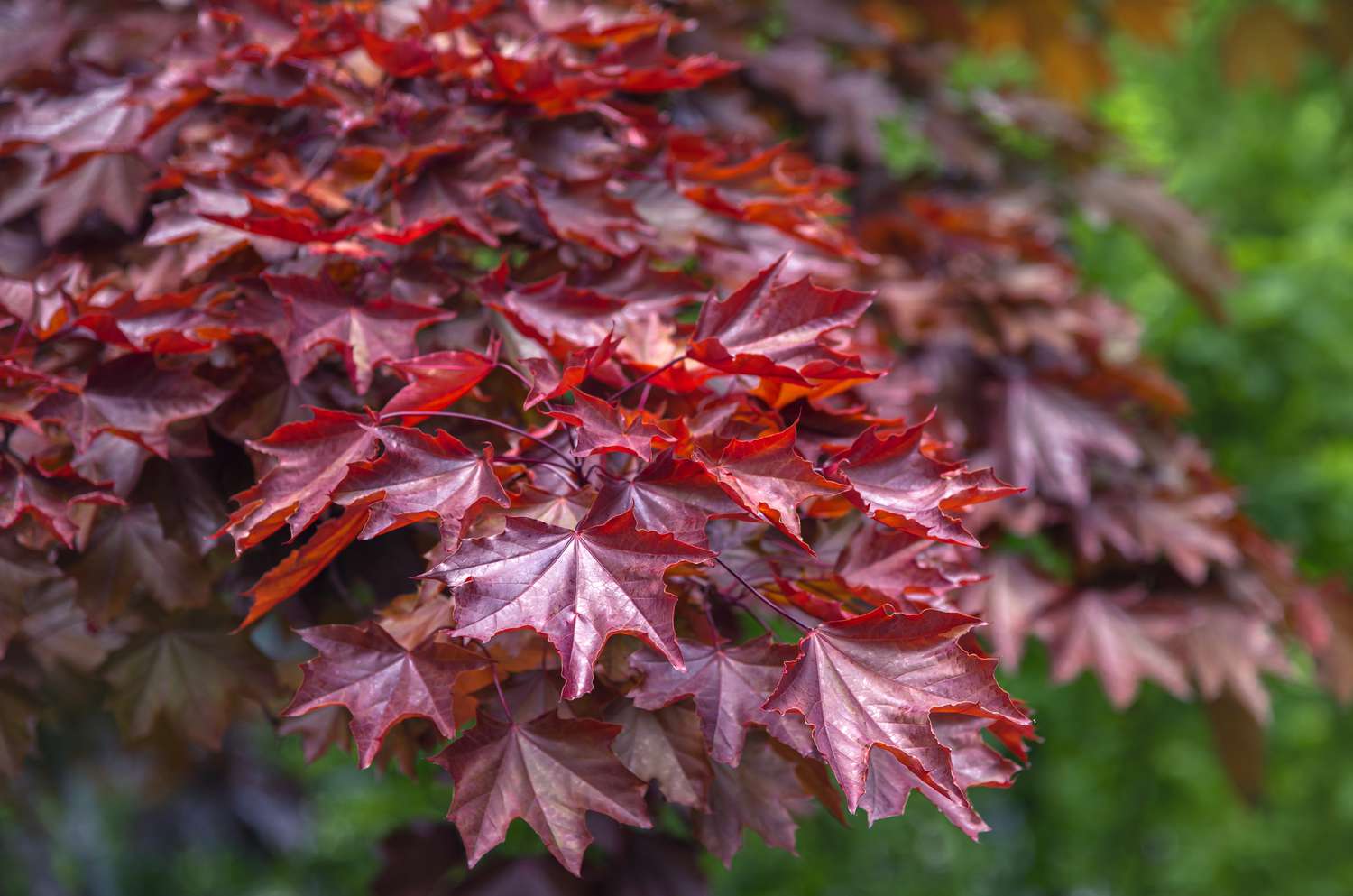 Crimson King Maple