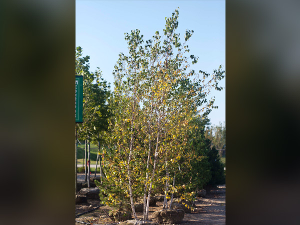 Whitespire Birch | Breezy Hill Nursery - Main