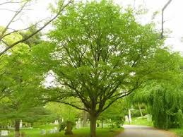 American Hornbeam