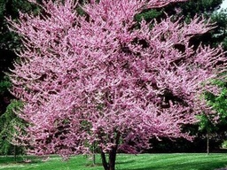 Eastern Redbud