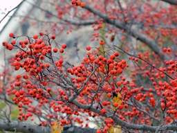 Winter King Hawthorn