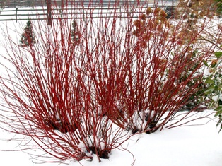 Arctic Fire® Dogwood - Container