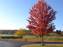 Autumn Blaze Maple - Container