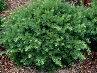 Bergi Dense Yew - Container