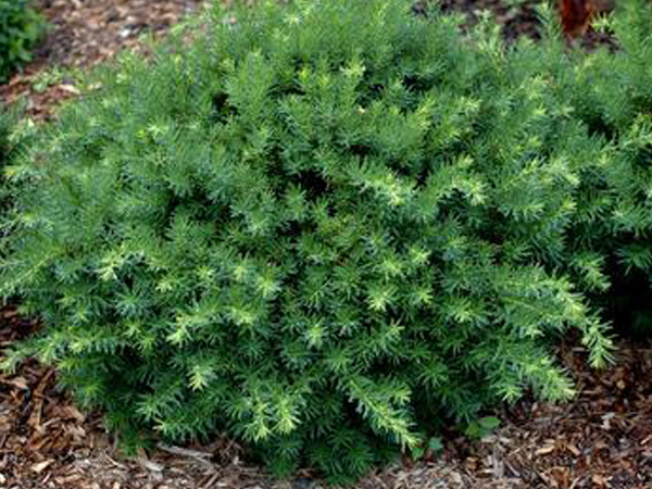 Bergi Dense Yew - Container