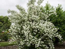 [PHILEBLIZ5GLSHR] Blizzard Mock Orange - Container