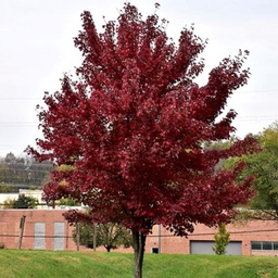 Burgundy Belle Maple