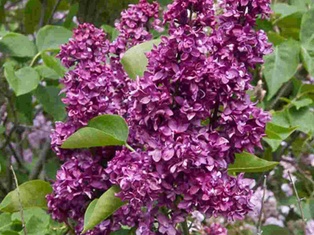 Charles Joly Lilac - Container #5