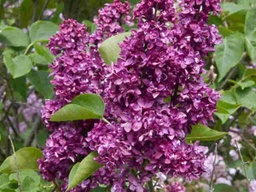 Charles Joly Lilac - Container