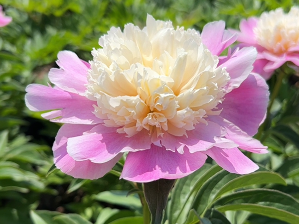 Coral Stubbs Peony