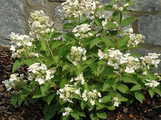 Dharuma Hydrangea - Container