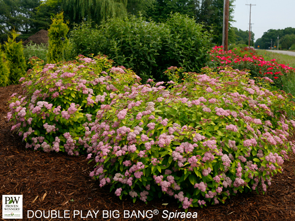Double Play® Big Bang Spirea - Container #3