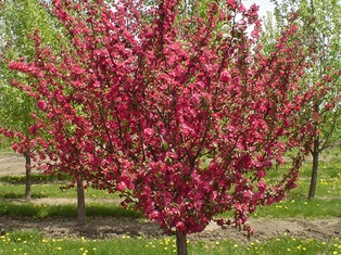 Adams Crabapple