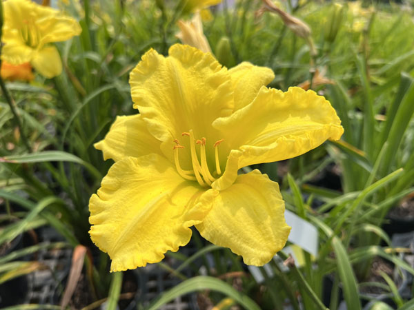 Fragrant Reflection Daylily - Container